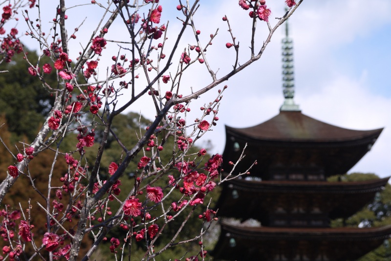 五重塔と梅の花