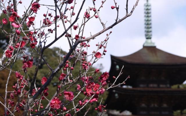 五重塔と梅の花