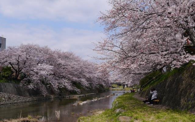 厚狭川河畔の桜