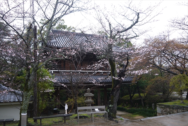 功山寺の桜